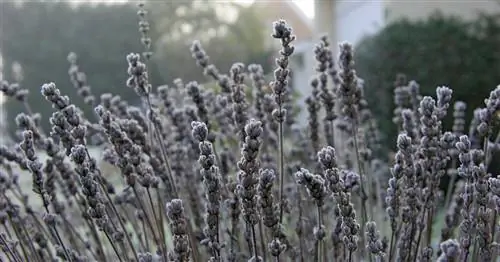 Будь то в горшке или на кровати: как правильно перезимовать лаванду