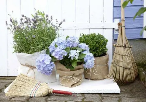 Зимняя защита гортензии в горшке