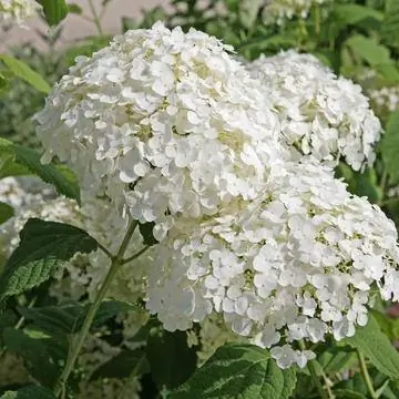 Шаровая гортензия Hydrangea arborescens