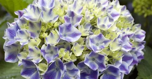 Успешно перезимовавшие гортензии