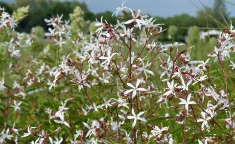 Трилистник Gillenia trifoliata