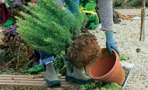 Зимний розмарин