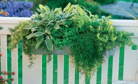 Травы в балконном ящике