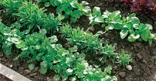 Морозостойкие огородные травы: свежая приправа на зиму