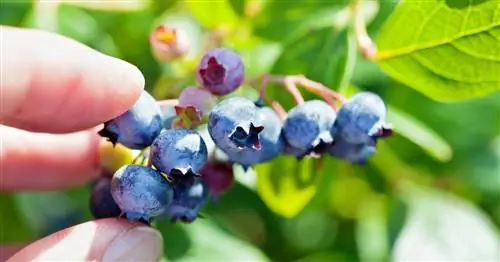 Нарезать чернику: Вот как это делается