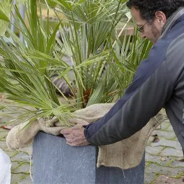 Мужчина кладет защитный коврик на ствол пальмы