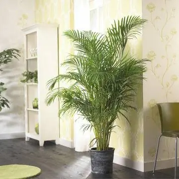 Пальма кентия зимует в прохладном неиспользуемом помещении