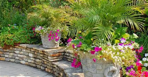 Советы по зимовке пальм