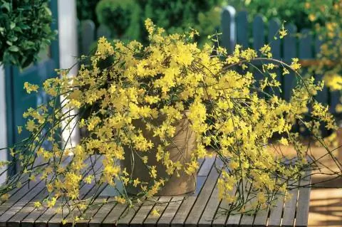 Зимний жасмин (Jasminum nudiflorum)