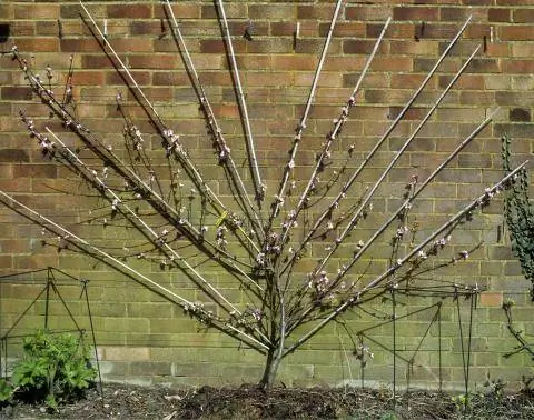 Веерное дерево выращивает молодое персиковое дерево