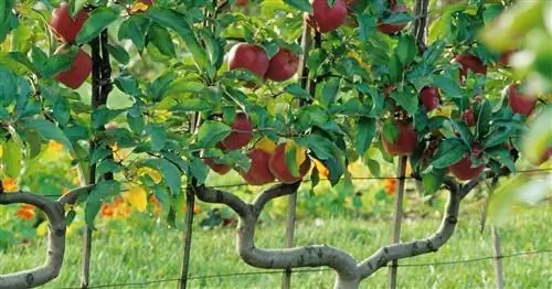 Посадка фруктов на шпалеру: самые важные советы