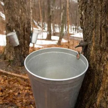 Ведро висит на дереве, чтобы собрать кленовый сироп