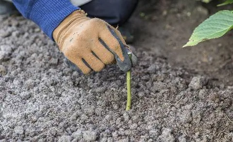 Размножение роз палочками