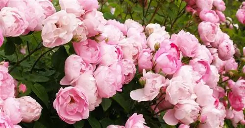 Размножение роз палочками