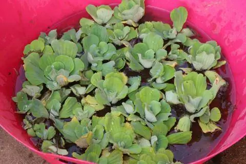 Водный салат в контейнере