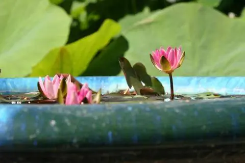 Водяная лилия принадлежит каждому пруду