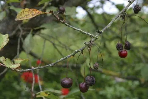 вишневое дерево монилия пик засуха