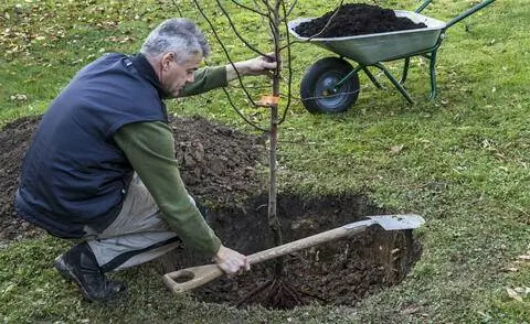 посадить фруктовое дерево
