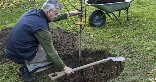 Замена старого фруктового дерева на новое