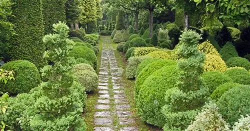 Идеи дизайна с топиариями