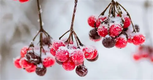 Декоративные кустарники с украшениями из зимних фруктов