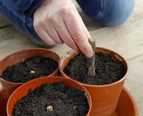 Поместите черенки в почву