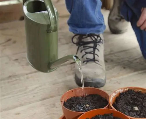 Черенки водяного корня