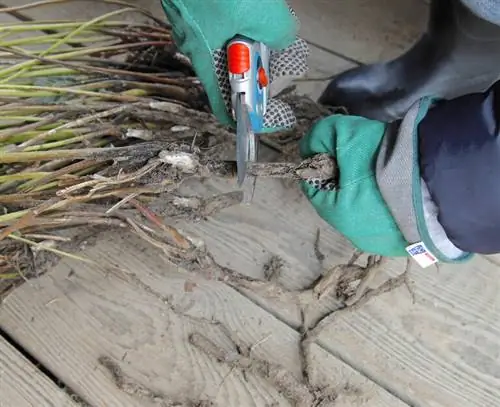 Отделите часть корня от материнского растения.