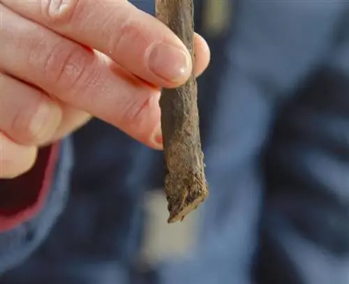 прямая часть корня