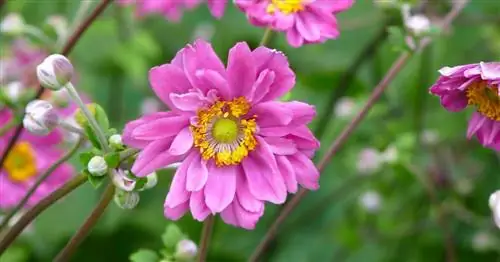 Размножение ветреницы осенней корневыми черенками