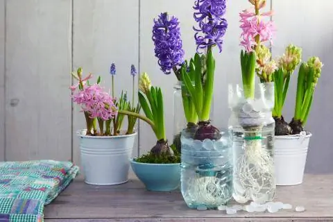 Самостоятельное вождение гиацинтов