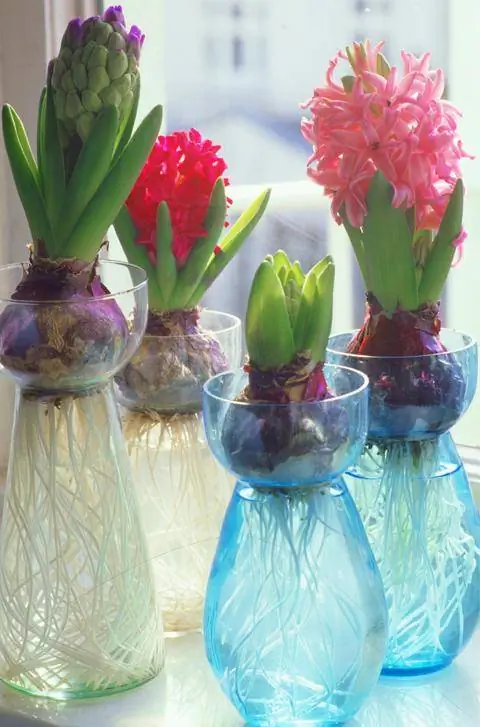 Гиацинты в разноцветных очках