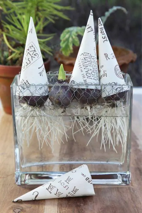 Гиацинты с бумажными шишками