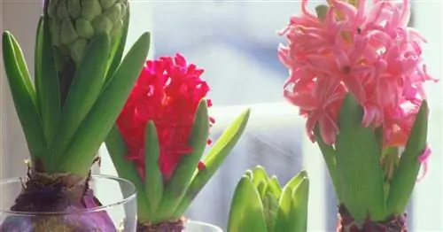 Плавающие гиацинты в стакане воды