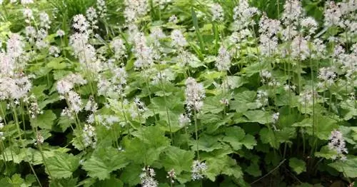 Цветущие почвопокровные: Самые красивые виды