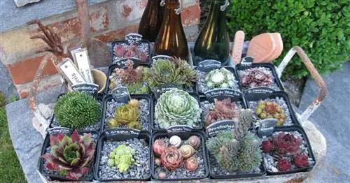 Маленькие дизайнерские идеи с луком