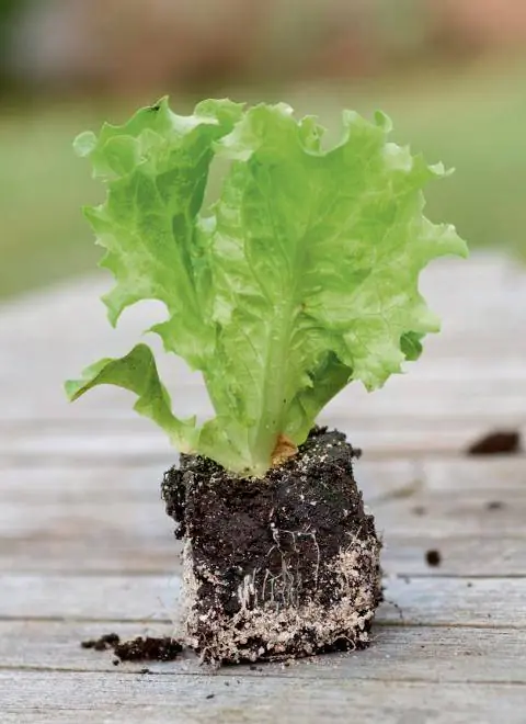 Молодое растение салата