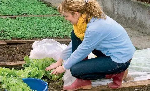 Выращивание салата под огородным руном