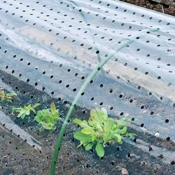 Выращивание овощей под перфорированной пленкой