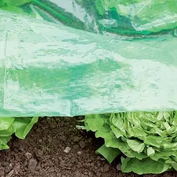 Выращивание салата под щелевой пленкой