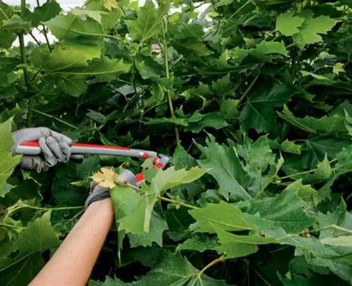 Удалить побеги