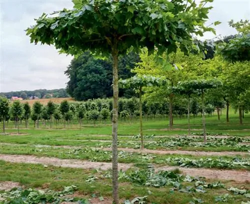 крыша в форме дерева