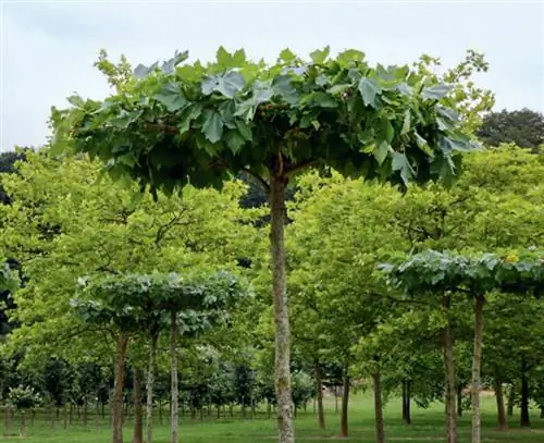 платан крыши