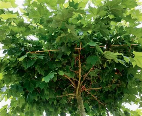 Срезать молодые побеги