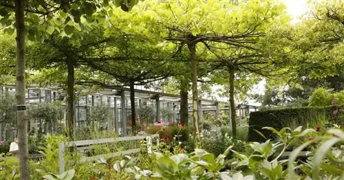 Обрезка платана на крыше: это сохраняет компактность деревьев