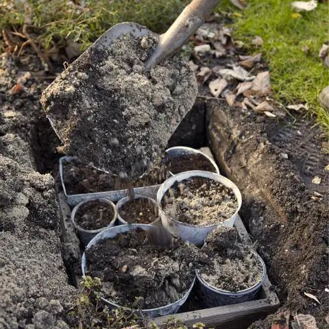 Посадка цветочных луковиц в горшки в саду