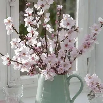 Миндальные веточки в мятно-зеленом кувшине