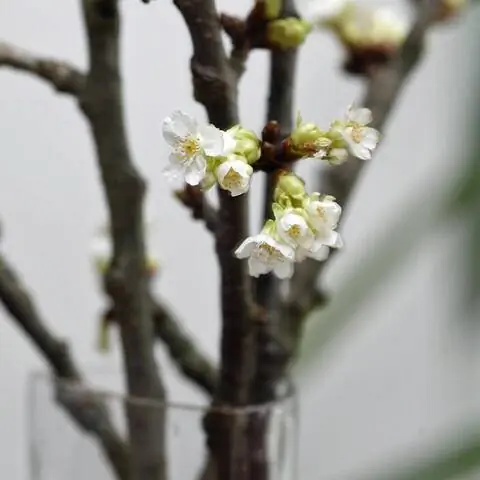 Цветущие ветки барбары