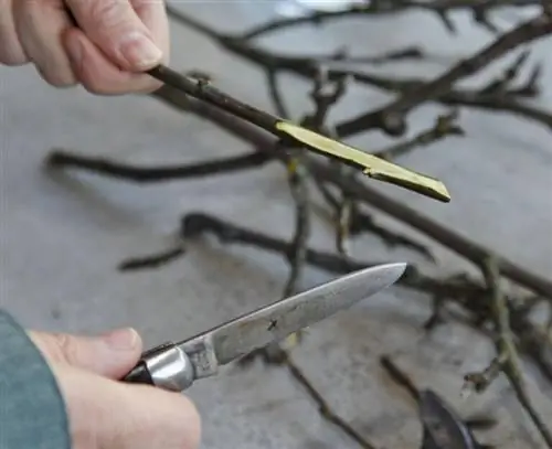 Обрезка веток под углом