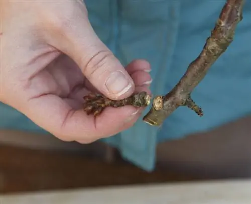 удалить нижние почки на ветке